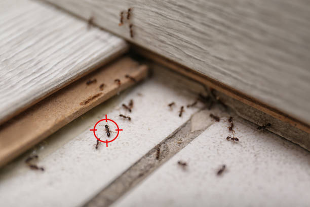 Best Exterminator Services  in Hudson Falls, NY