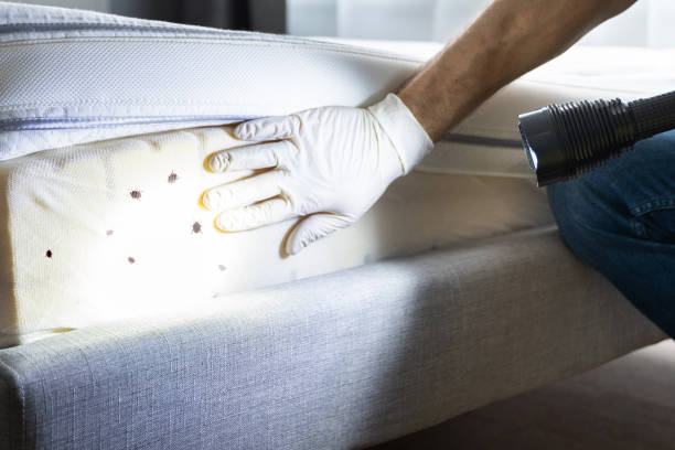 Best Pest Control for Homes  in Hudson Falls, NY