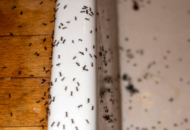 Best Pest Removal Services  in Hudson Falls, NY