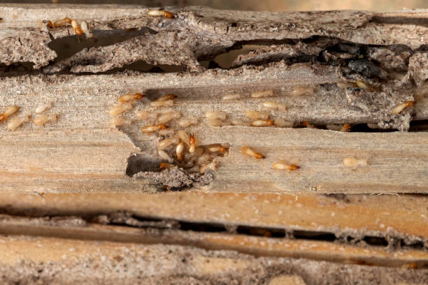 Best Commercial Pest Control Services  in Hudson Falls, NY